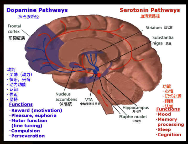 和动力(motivation)有关的神经递质都有哪些?